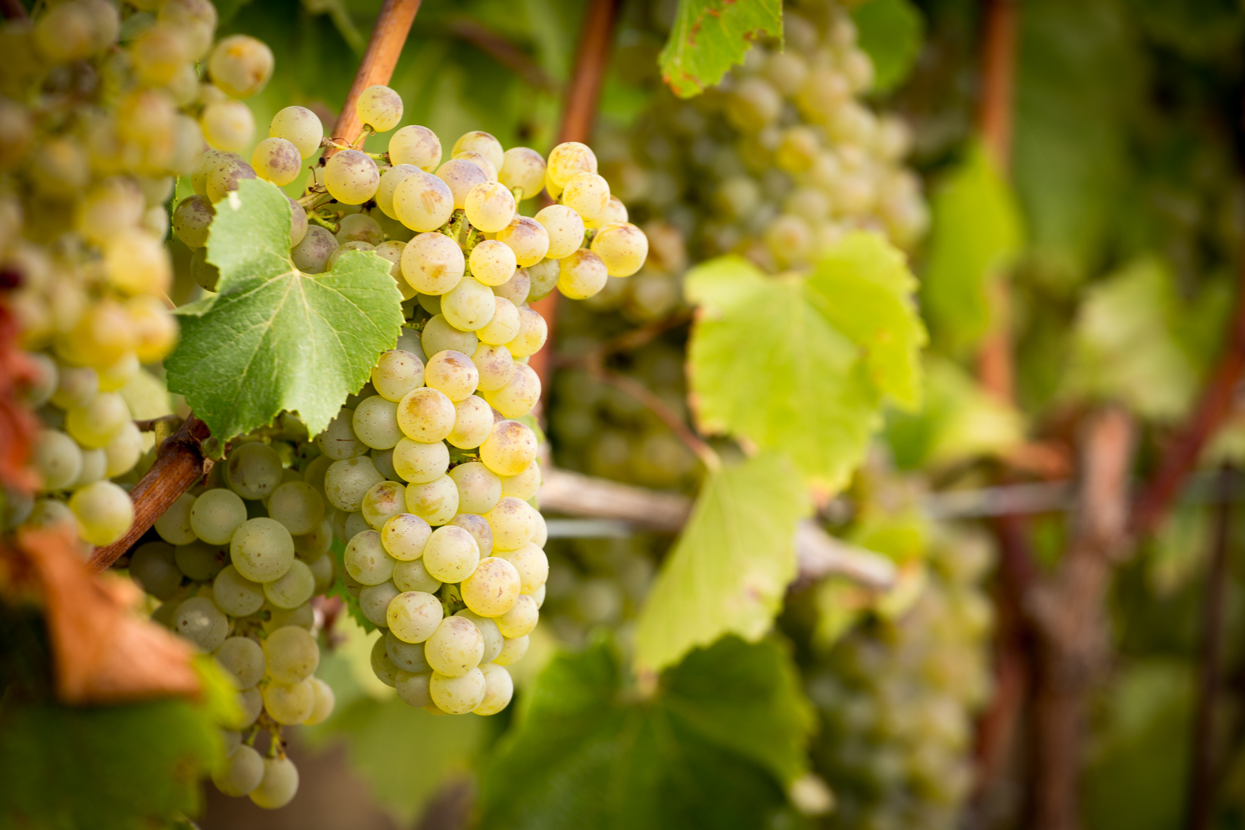 Chardonnay Grapes