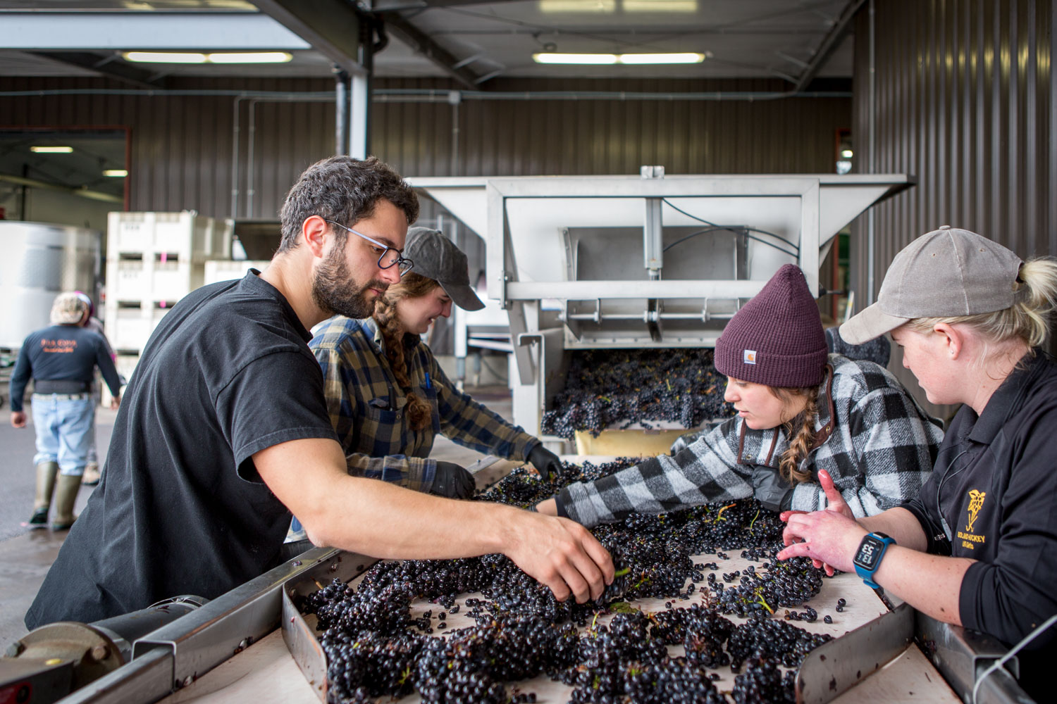 sorting grapes