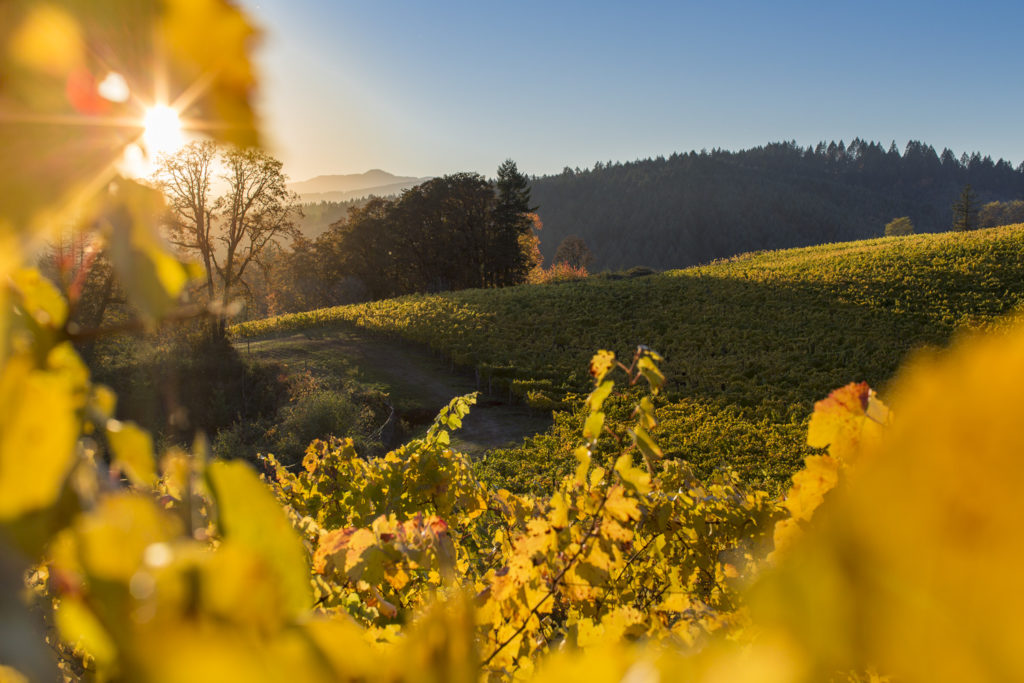 yellow leaves in the vineyard