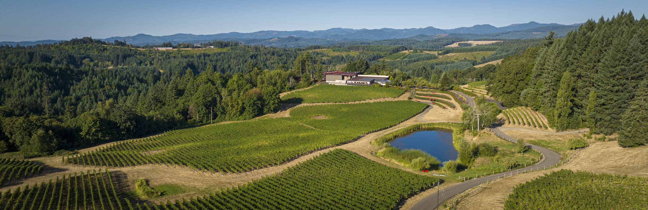 aerial view of vineyards surrounded by conifers with a blue sky reflected in a pond