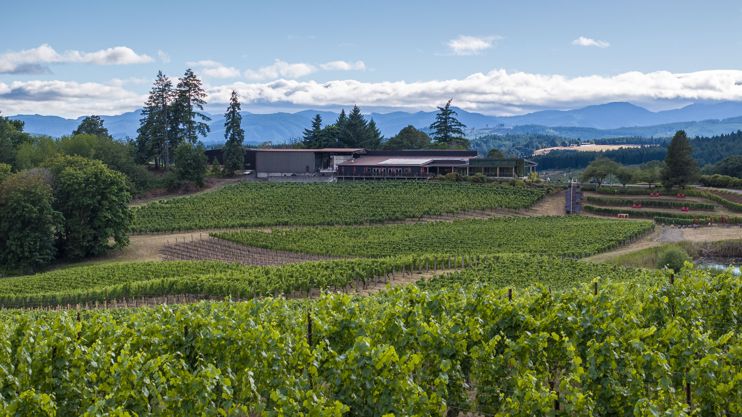 An aerial view of a vineyard and winery with mountains in the background on a sunny day with fluffy white clouds