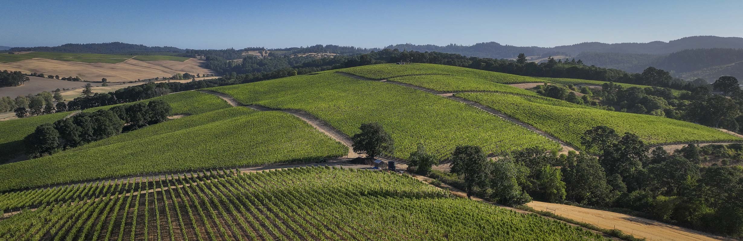 aerial view of vineyard on hilltop with oak forests at margins