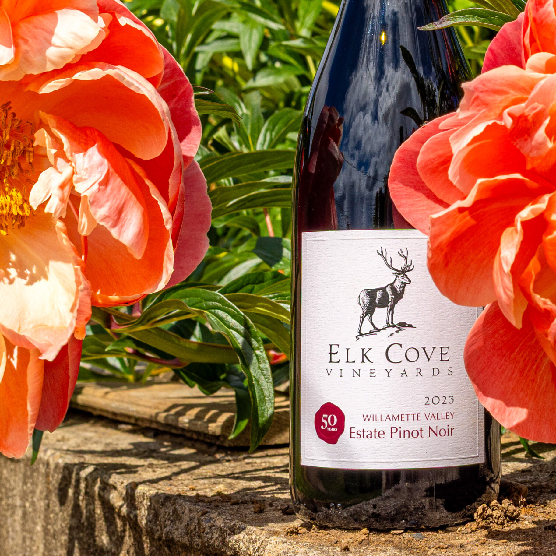 2023 Willamette Valley Pinot Noir Case Special