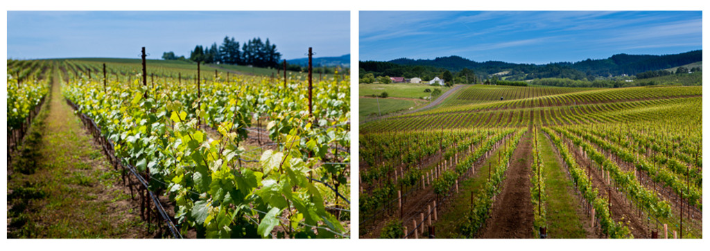 Goodrich Road Vineyard in late Spring, photos by Russ Widstrand